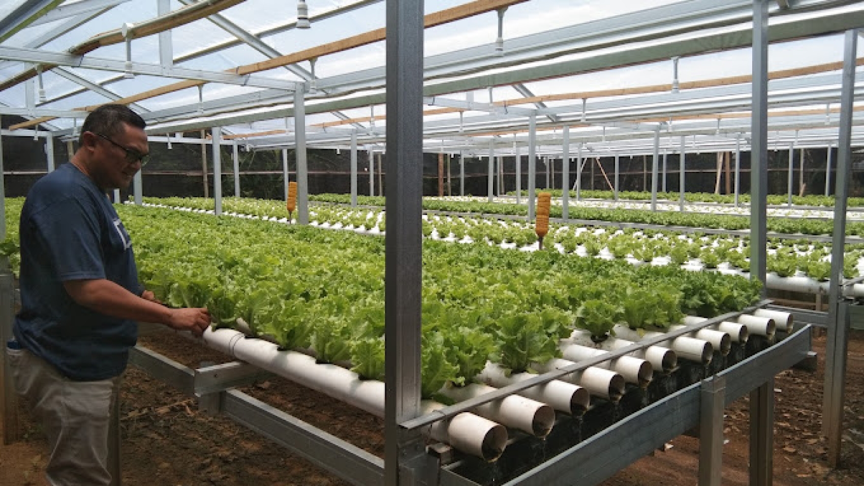 jodho farm toko hidroponik purworejo